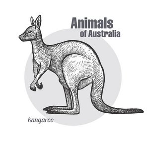 袋鼠手绘。 澳大利亚系列动物。 老式雕刻风格。 矢量插图艺术。 黑白的。 自然主义素描的对象。