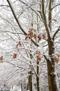 冬天的童话在城市公园里，白雪森林里，白树在蓬松的柔软的雪中