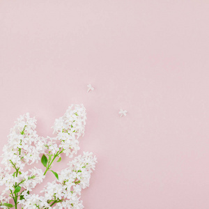 创意平躺概念顶部视图白色紫丁香花花瓣在粉彩背景与复制空间在最小风格模板的文字或设计