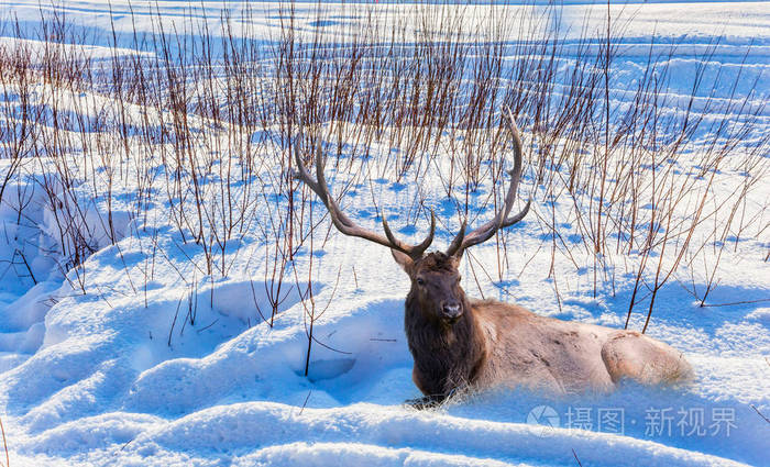 壮丽的鹿,分枝的角停在雪地里 北极寒冷的冬天日落 圣诞节.