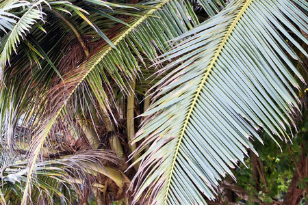美丽的棕榈树在天堂岛塞舌尔群岛的白沙滩上
