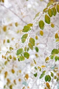 冬天白雪下的绿色树枝。