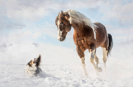 美国油漆马与狗在晴天在冬天。 捷克共和国