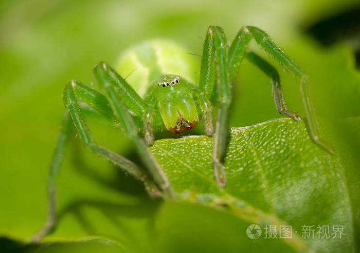 捷克的绿色猎人蜘蛛米克洛玛塔病毒