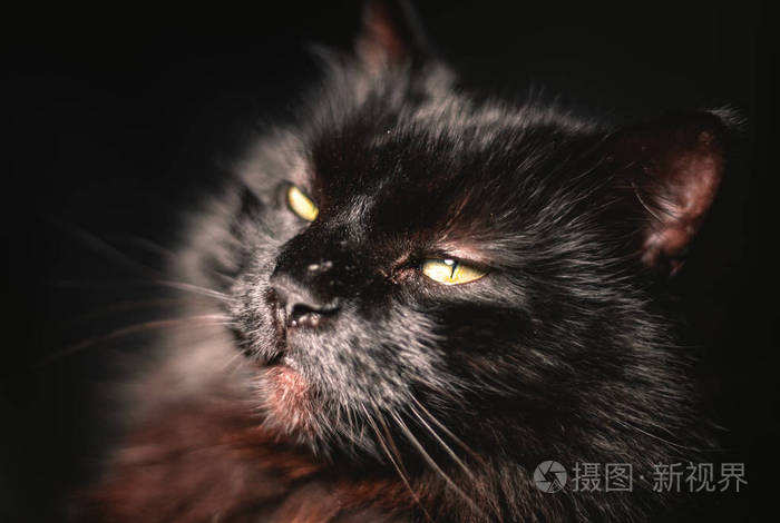 明亮的黑猫(chantilly tiffany)用困倦的表情向相机摆