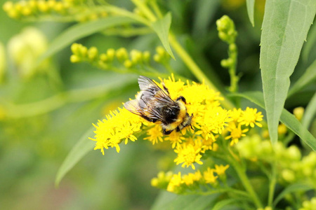 大黄蜂在明亮的黄色小花上特写高对比度多细节绿色背景