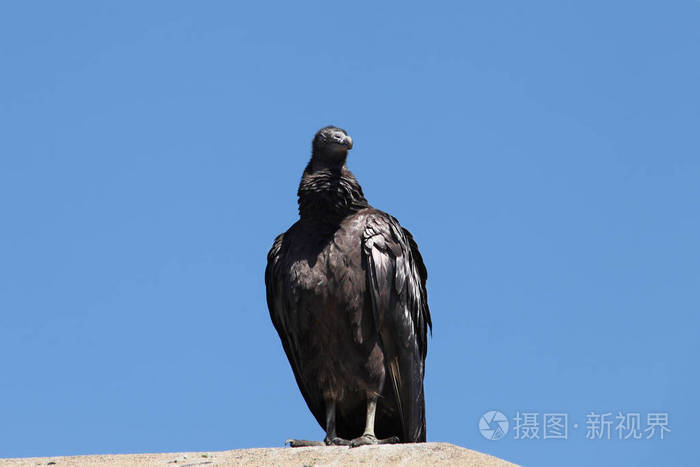 美国黑秃鹫佛罗里达国家公园