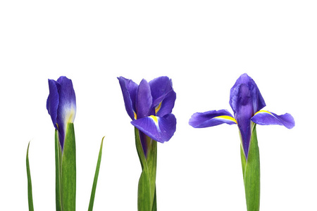 在白色背景上分离出的蓝色鸢尾花是一朵花的三个阶段花蕾半开放，完全开放。