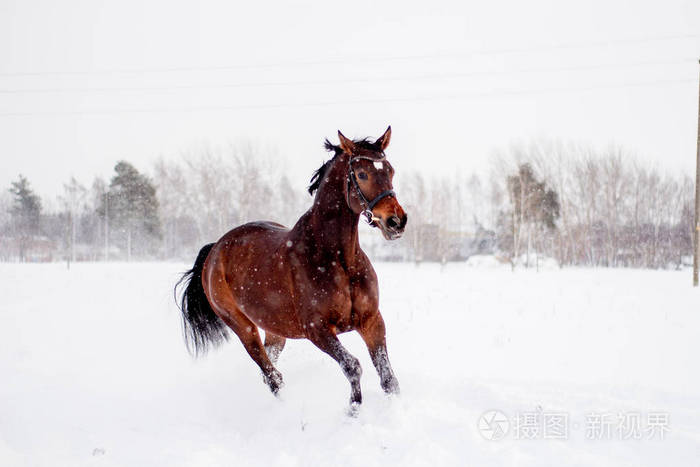 美丽的棕马在暴风雪中奔跑