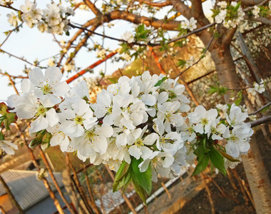 樱桃树在白色开花非常美丽