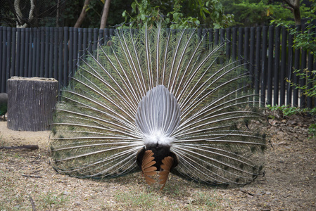 美丽的孔雀。 雄性孔雀展示他的尾巴羽毛。