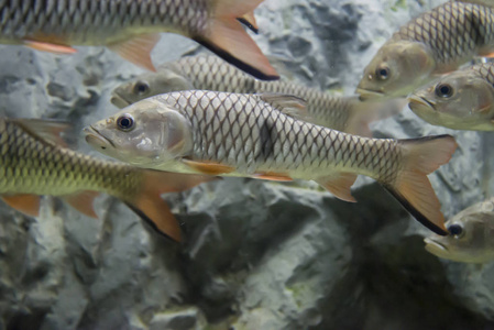 淡水水族馆里的汉帕拉芭。 野生动物。