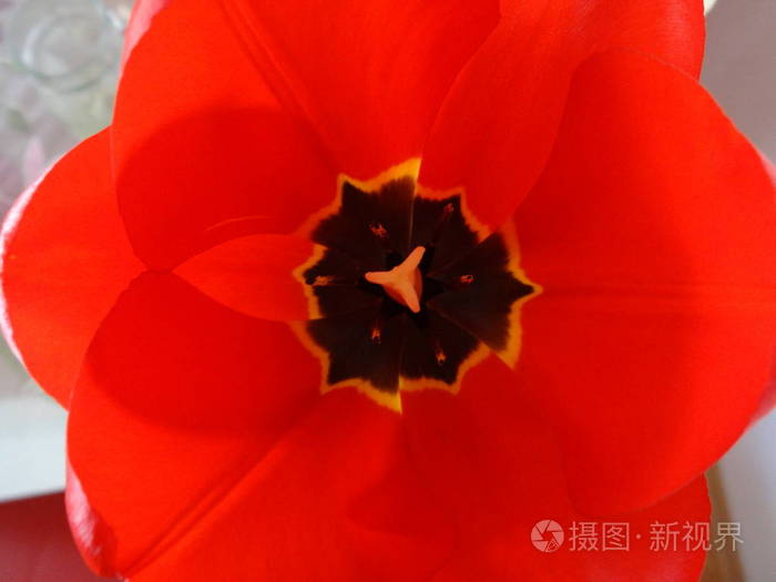 散发出白兰花特有的浓郁香气