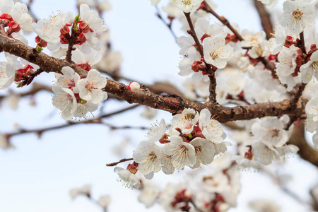 杏树的枝条在春季开花的时期，在模糊的蓝天背景上。 浅场深。 选择性地关注花。