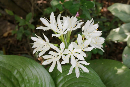 布里斯班百合花在自然花园