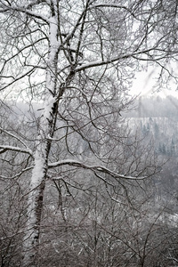 冬天森林里白雪覆盖的树木。 阴天，大雪纷飞