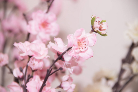 人造花枝。 建筑物和办公室的装饰。 水疗中心。 花枝