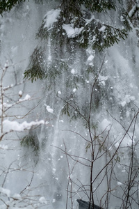 冬天从树上落下的雪，在森林里阴天