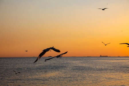日落时分，海鸥在天空中飞翔