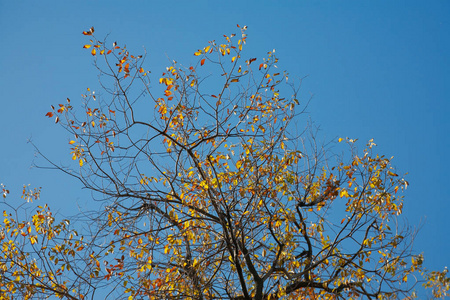 黄枝倚蓝天，秋天