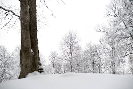 冬天森林里白雪覆盖的树木。阴天，大雪纷飞