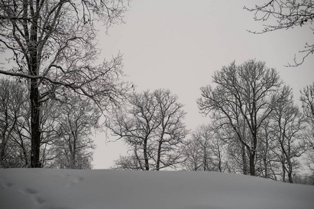 冬天森林里白雪覆盖的树木。 阴天，大雪纷飞