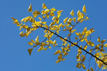 黄色的树枝映衬着蓝天秋天