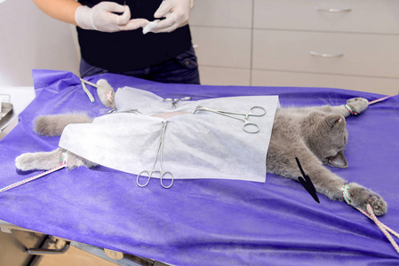 一只猫在兽医诊所绝育手术台上的一只猫