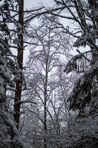 冬天森林里白雪覆盖的树木。 阴天，大雪纷飞