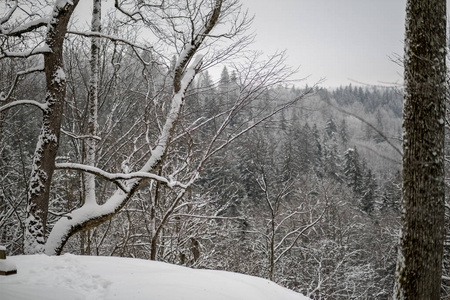 冬天森林里白雪覆盖的树木。 阴天，大雪纷飞