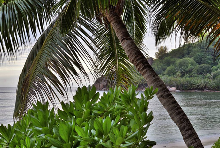 2019年塞舌尔群岛上的白沙滩上美丽的棕榈树