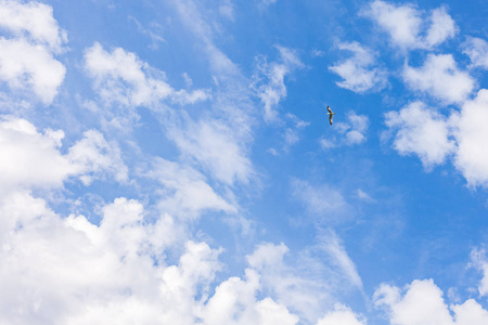 海鸥在蓝天上与云飞翔