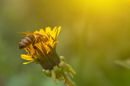 蒲公英上的蜂蜜蜜蜂。蜜蜂在春草甸授粉