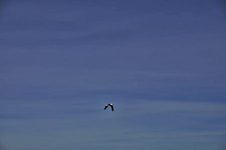 海鸥在蓝天中自由飞翔