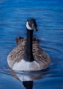 漂浮的加拿大鹅肖像，用彩色铅笔画。现实的画。