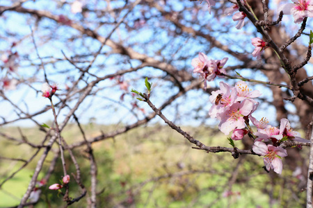 春天樱花树和蜜蜂的背景从花中采集花蜜。 选择性聚焦