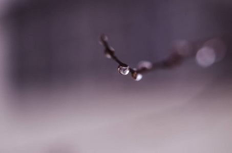 雨中的黄昏，水滴在树枝上。 波克背景。 自然户外概念。 宏观的。