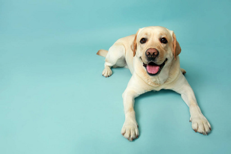 彩色背景上可爱的拉布拉多猎犬图片