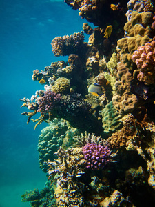 安格尔菲皇帝在红海珊瑚礁的水下照片
