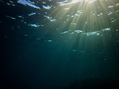令人叹为观止的水下照片，未被识别的鱼类和阳光