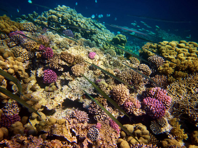 红海中带珊瑚礁的鱼水下照片