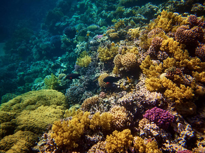 深海鱼类与红海珊瑚礁的水下照片