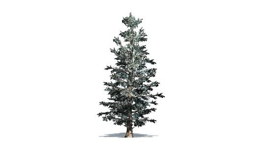 科罗拉多蓝色云杉冬季树，阴影在地板上孤立在白色背景上