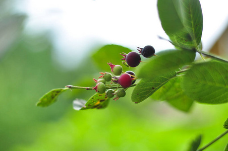 树莓浆果的细枝在一棵有亮绿色叶子的灌木上。