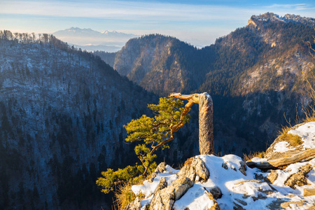 春天的风景。 一棵松树在山上，最后一场雪。 波兰皮尼尼山的索科利卡。