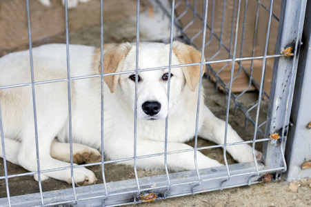 白色流浪狗躺在收容所笼子里，主题是慈善和仁慈动物收容所狗救援志愿者工作