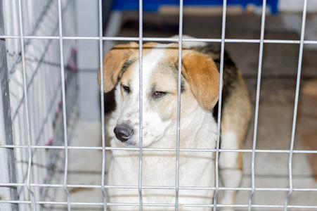 一只折叠狗在收容所笼子里的肖像慈善和慈善主题动物收容所狗救援志愿者工作