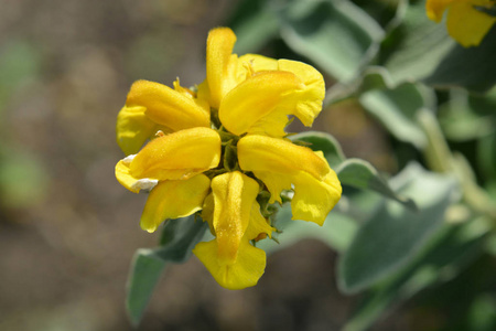 耶路撒冷鼠尾草拉丁名Phlomis fruticosa