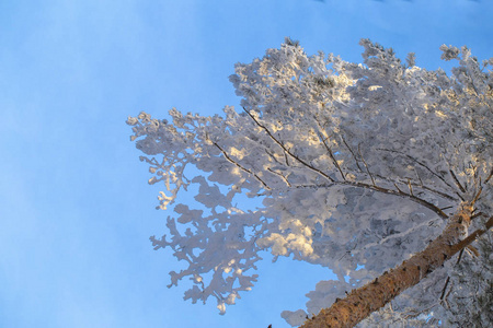 冬季森林中的雪覆盖着松树，来自蒸汽加热锅炉房。 雪林