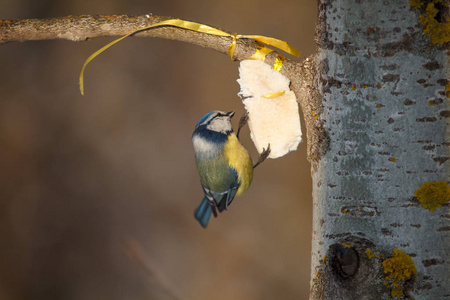 冬天在树林里吃肥肉的小鸟